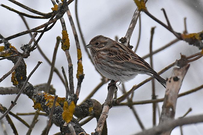 trznadel białogłowy  - Kamil Ślusarski