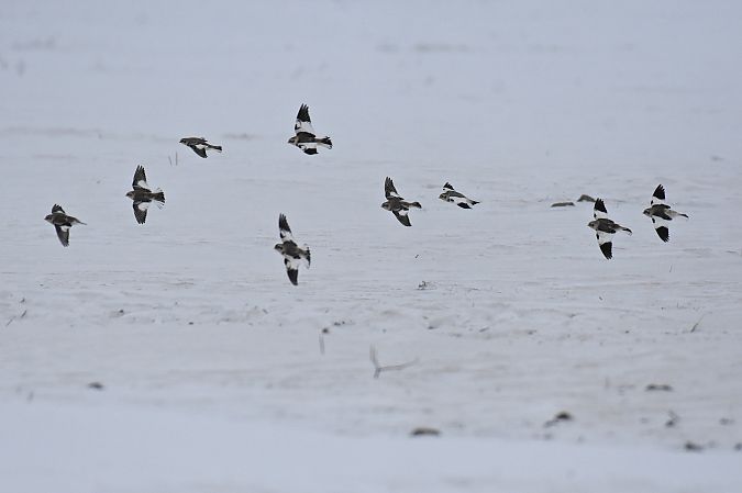 śnieguła  - Kamil Ślusarski