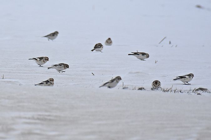 Schneeammer  - Kamil Ślusarski