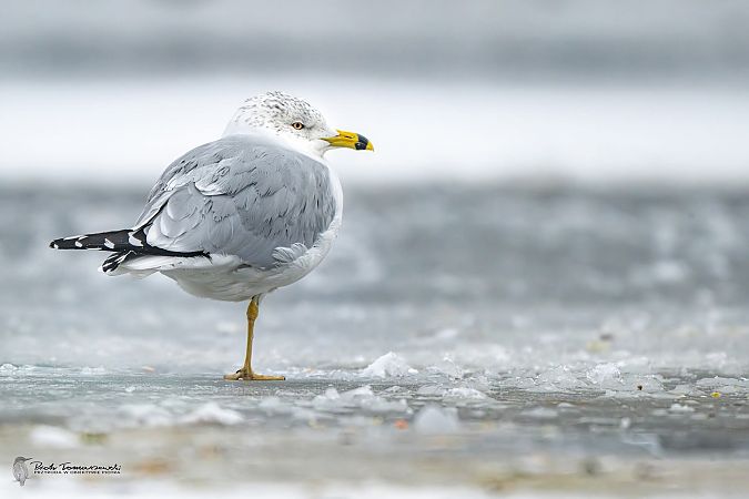 mewa delawarska  - Piotr Tomaszewski