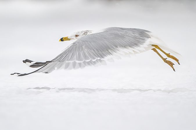 mewa delawarska  - Piotr Tomaszewski