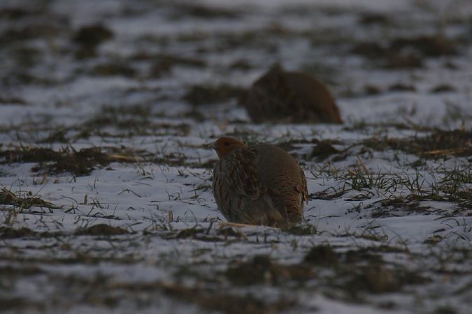 Rebhuhn  - Mariusz Zub