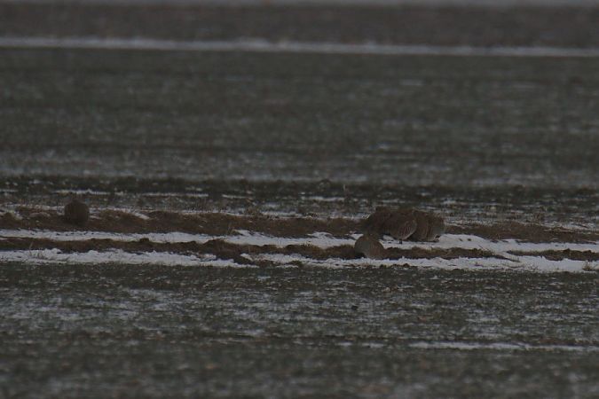 Rebhuhn  - Mariusz Zub