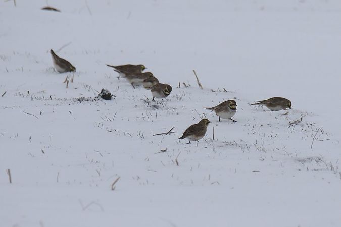 górniczek  - Mariusz Zub
