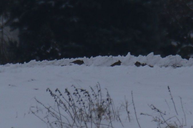 dzierlatka  - Mariusz Zub