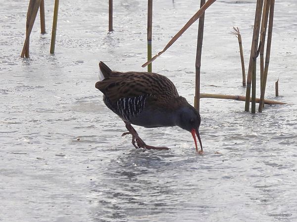 wodnik  - Natalia Gorczowska