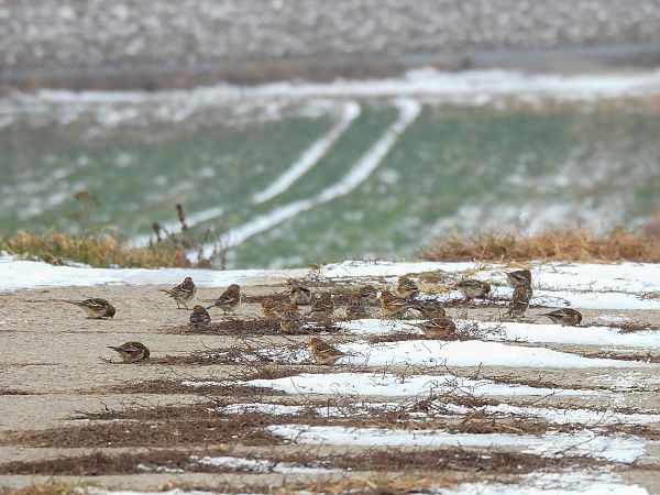 rzepołuch  - Natalia Gorczowska