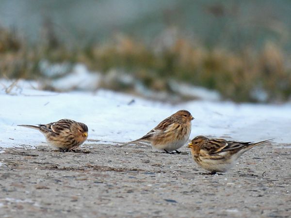 Berghänfling  - Natalia Gorczowska