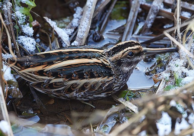 bekasik  - Teresa Mariusz Blank