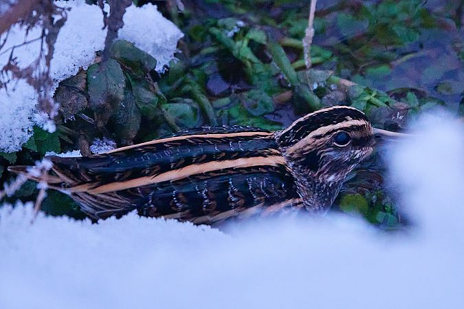 bekasik  - Teresa Mariusz Blank