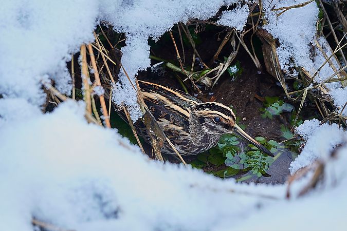 Zwergschnepfe  - Teresa Mariusz Blank