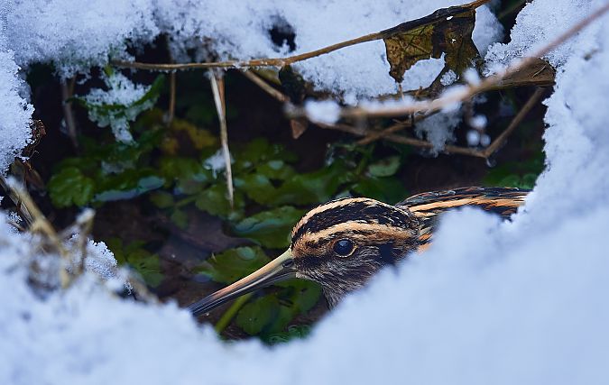 Bécassine sourde  - Teresa Mariusz Blank