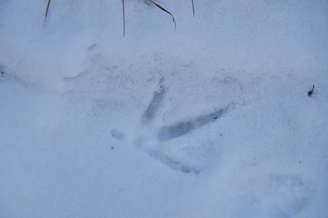 Zwergschnepfe  - Teresa Mariusz Blank