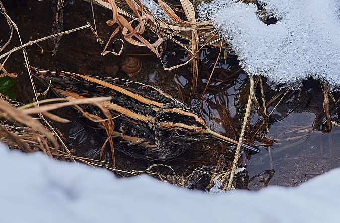Zwergschnepfe  - Teresa Mariusz Blank