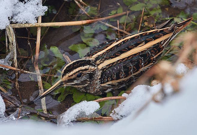 Zwergschnepfe  - Teresa Mariusz Blank