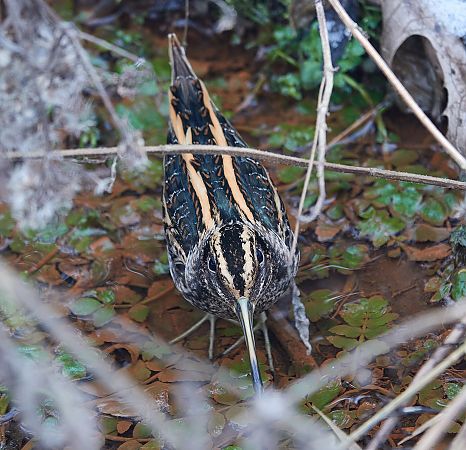 Zwergschnepfe  - Teresa Mariusz Blank