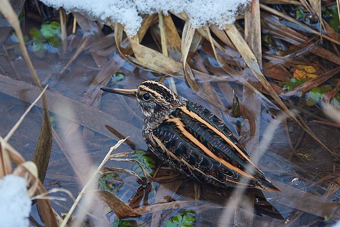 Zwergschnepfe  - Teresa Mariusz Blank