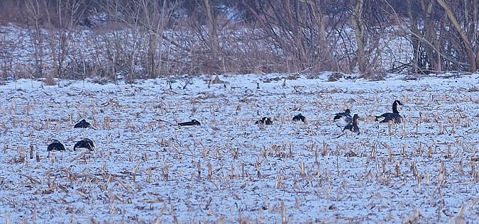 Kanadagans  - Teresa Mariusz Blank