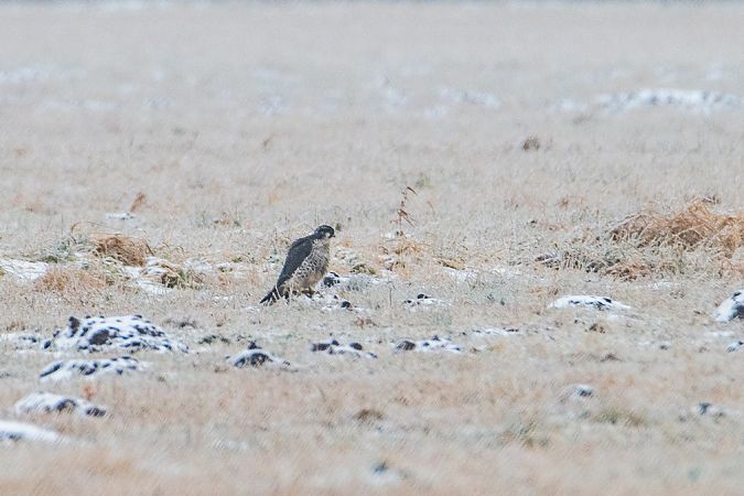 sokół wędrowny  - Mateusz Boinski