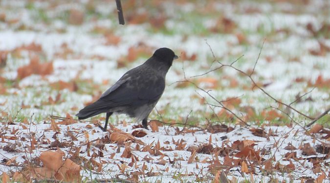 czarnowron x wrona siwa 