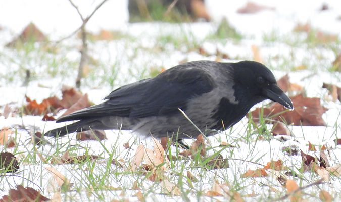 czarnowron x wrona siwa 