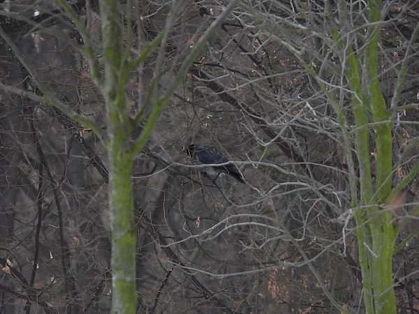 czarnowron x wrona siwa 