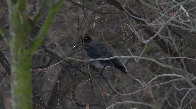 czarnowron x wrona siwa 