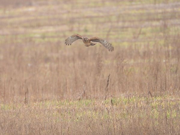 Hen Harrier 