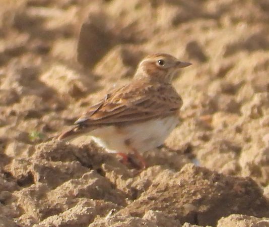 Feldlerche 