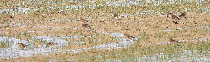 Linotte à bec jaune 