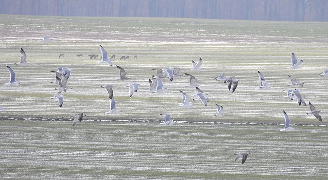 mewa srebrzysta / białogłowa / romańska 