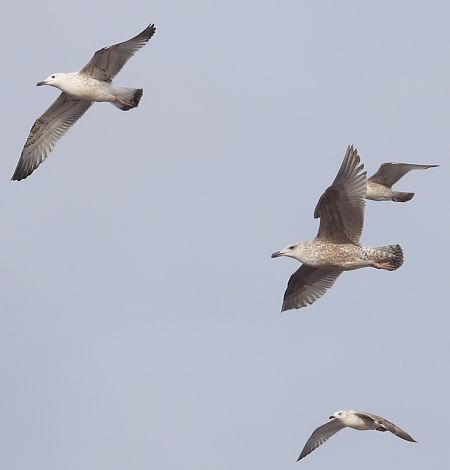 Silber-_oder_Mittelmeer-_oder_Steppenmöwe 