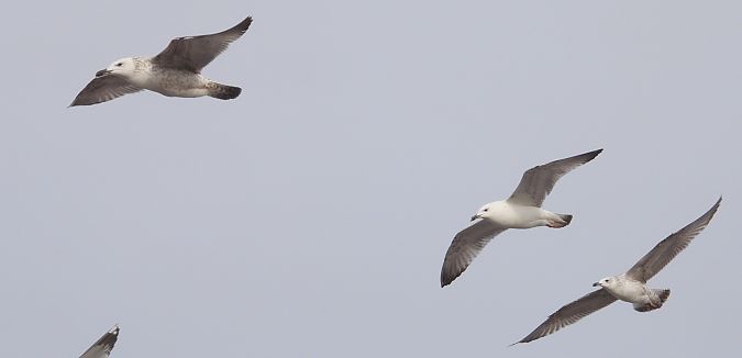 mewa srebrzysta / białogłowa / romańska 