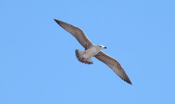 mewa srebrzysta / białogłowa / romańska 