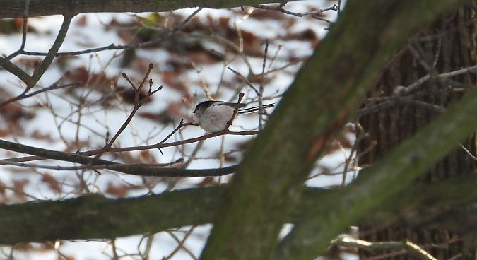 raniuszek (czarnobrewy, ssp. europaeus) 