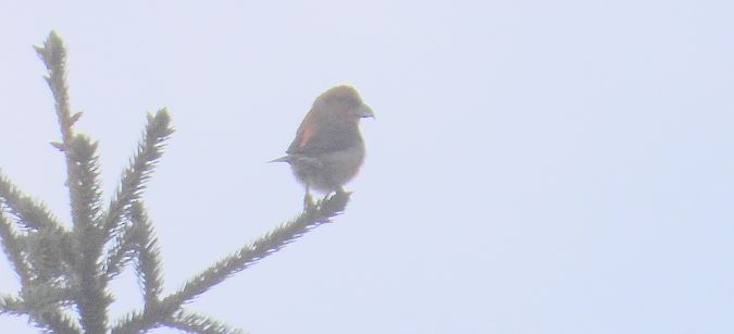 krzyżodziób świerkowy 