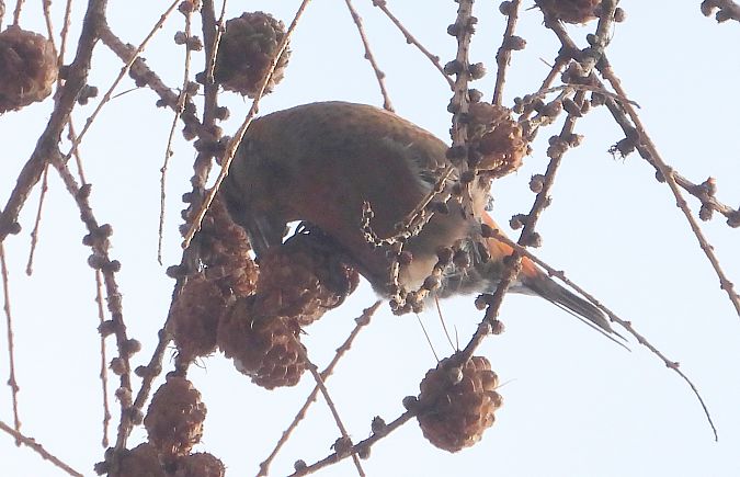 krzyżodziób świerkowy 