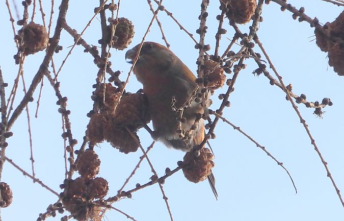 krzyżodziób świerkowy 