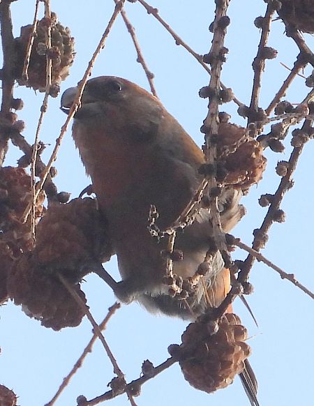 krzyżodziób świerkowy 