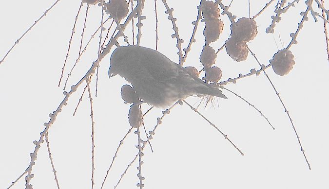 krzyżodziób świerkowy 