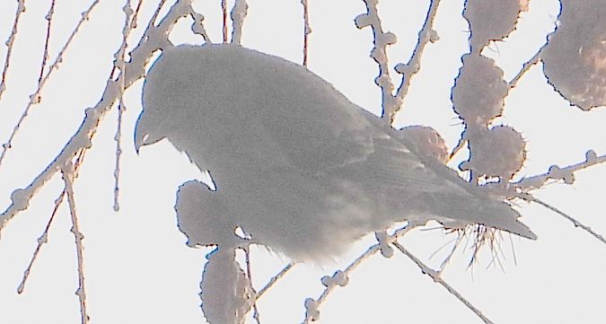 krzyżodziób świerkowy 