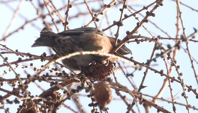 krzyżodziób świerkowy 
