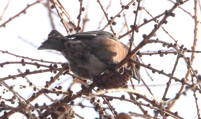 krzyżodziób świerkowy 