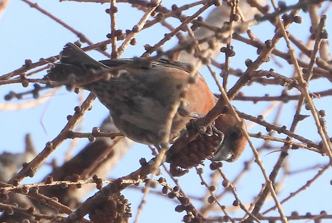 krzyżodziób świerkowy 
