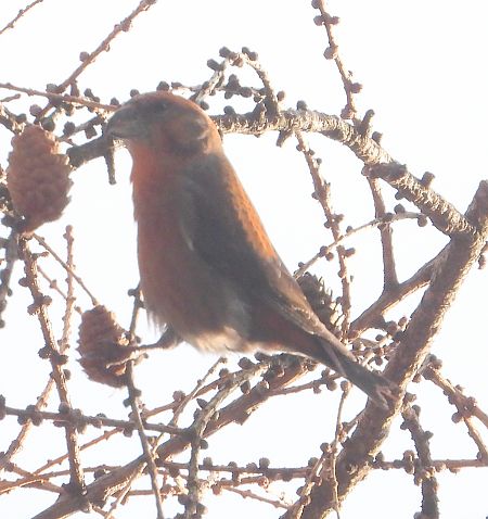 krzyżodziób świerkowy 