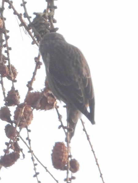 krzyżodziób świerkowy 