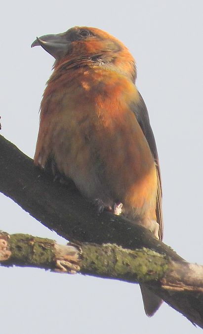 krzyżodziób świerkowy 