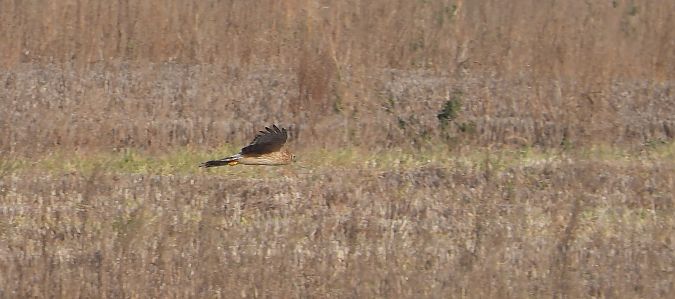 Hen Harrier 