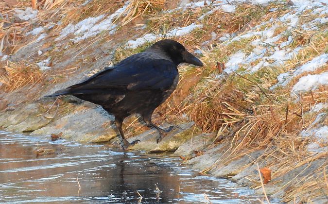 czarnowron x wrona siwa 