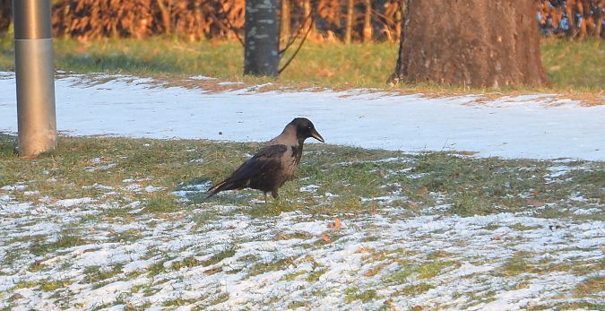 Hybrid Raben- x Nebelkrähe 